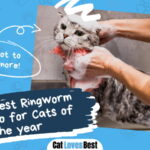 Best Ringworm Shampoo for Cats