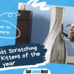 Best Scratching Post for Kittens