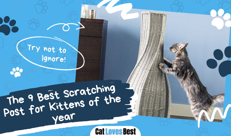 Best Scratching Post for Kittens