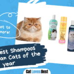 Best Shampoos For Persian Cats