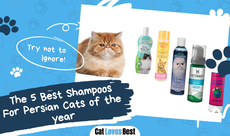 Best Shampoos For Persian Cats