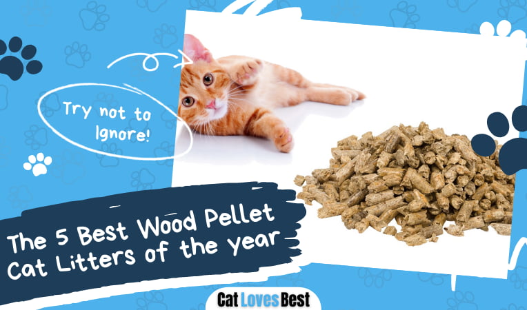 Best Wood Pellet Cat Litters
