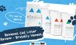 Featured Image Boxiecat Cat Litter