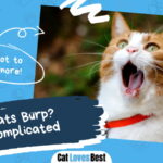 Can Cats Burp