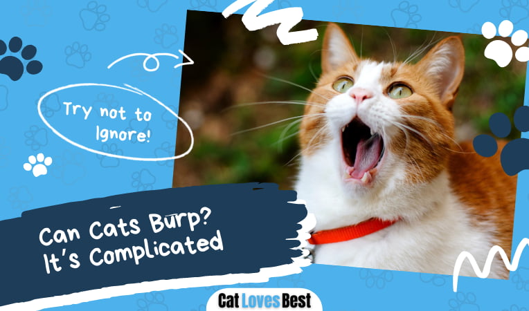 Can Cats Burp