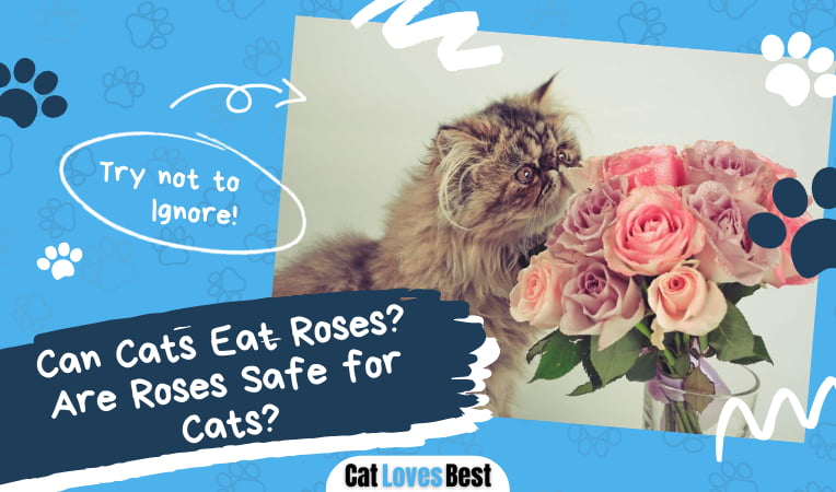 Can Cats Eat Roses