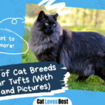 Cat Breeds With Ear Tufts