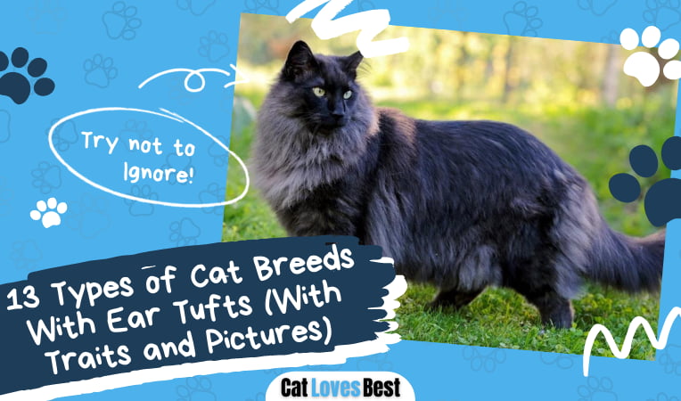 Cat Breeds With Ear Tufts