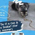 Cat Is Bitten by Snake