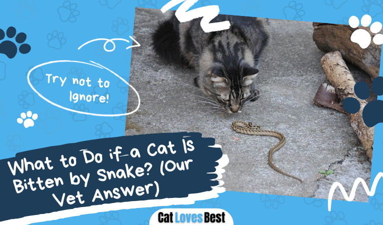 Cat Is Bitten by Snake