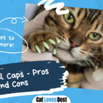 Cat Nail Caps
