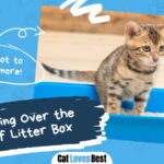 Cat Peeing Over the Edge of Litter Box