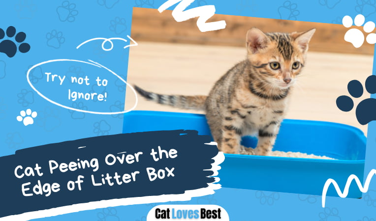 Cat Peeing Over the Edge of Litter Box