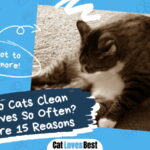 Cats Clean Themselves