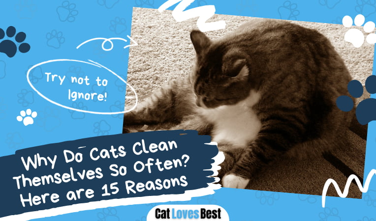 Cats Clean Themselves