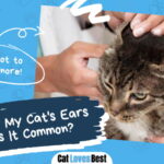 Cat's Ears Hot