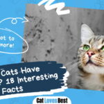 Cats Have Whiskers