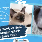 Chocolate Point vs Seal Point Siamese