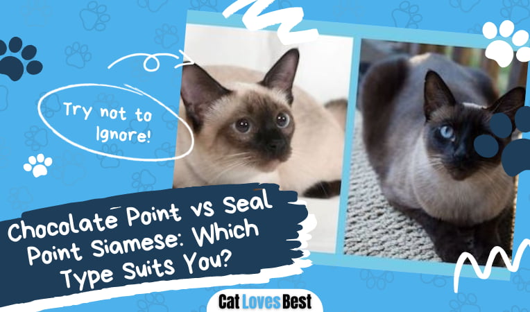 Chocolate Point vs Seal Point Siamese