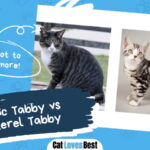 Classic Tabby vs Mackerel Tabby