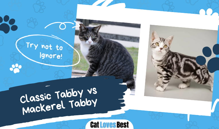 Classic Tabby vs Mackerel Tabby