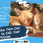 Cute Twin Cat Names