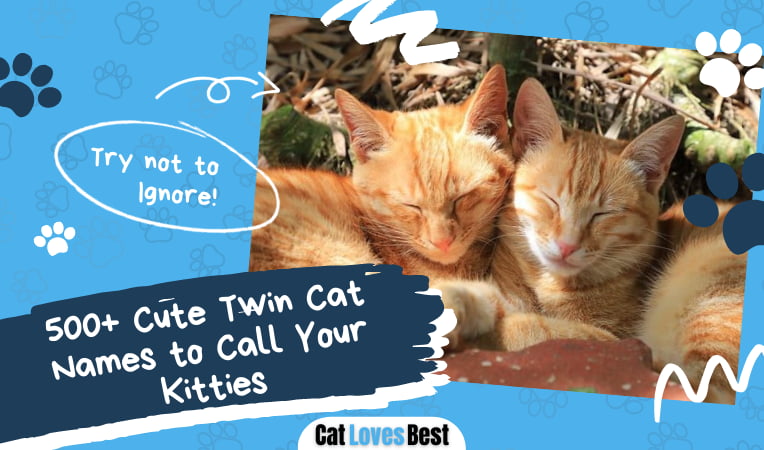 Cute Twin Cat Names