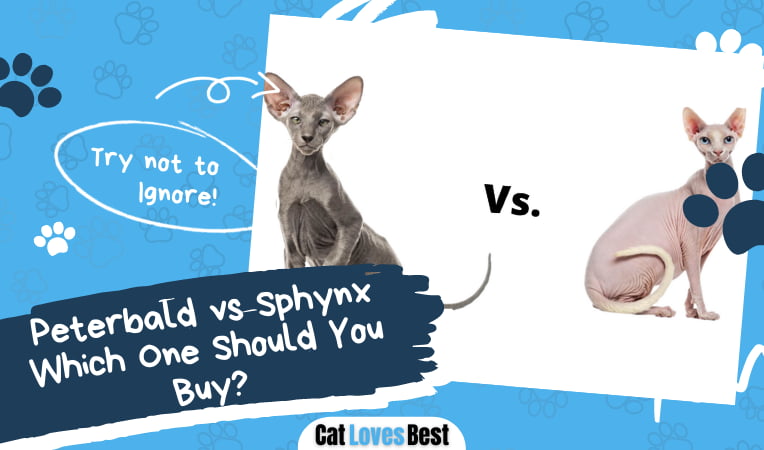 Differences Between Peterbald vs Sphynx