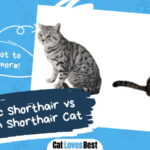 Domestic Shorthair vs American Shorthair Cat