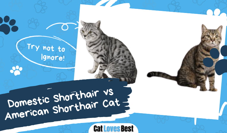 Domestic Shorthair vs American Shorthair Cat