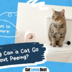 How Long Can a Cat Go Without Peeing