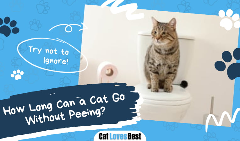 How Long Can a Cat Go Without Peeing