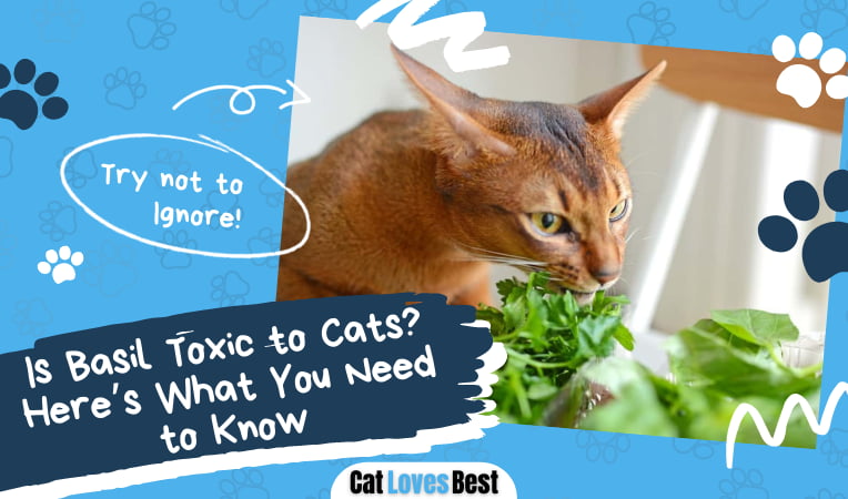 Is Basil Toxic to Cats