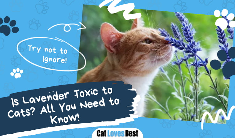 Is Lavender Toxic to Cats