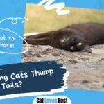 Lying Cats Thump Tails