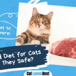 Raw Food Diet for Cats