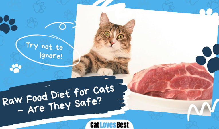 Raw Food Diet for Cats