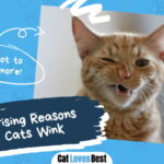 Reasons Why Cats Wink
