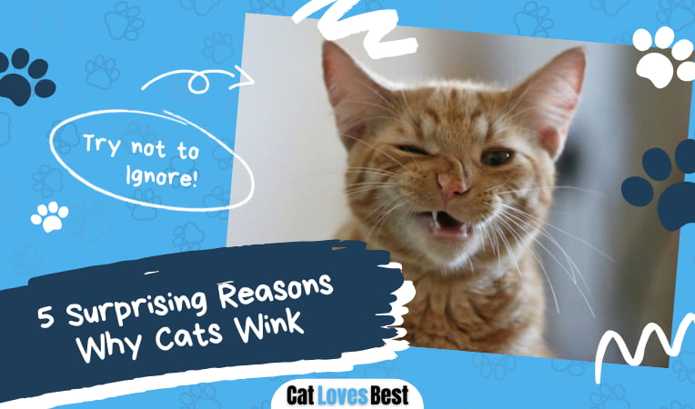 Reasons Why Cats Wink