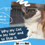 Reasons Why My Cat Chews on My Hair