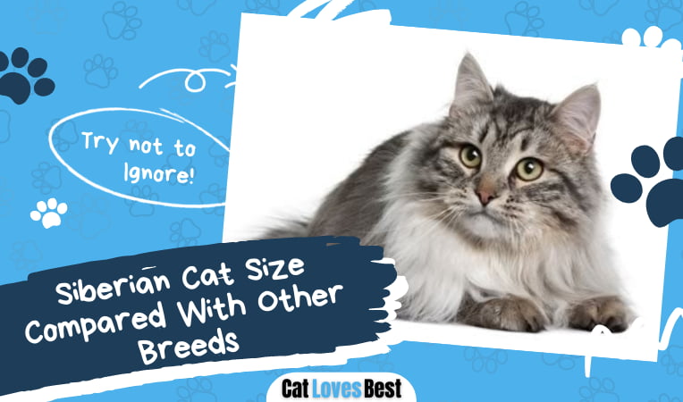 Siberian Cat Size Compared
