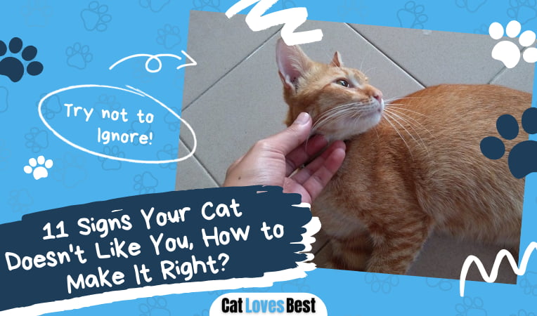 Signs Your Cat Doesn't Like You