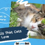 Smells That Cats Love