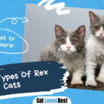 Types Of Rex Cats