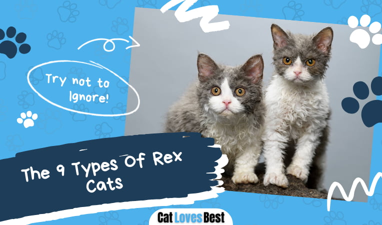 Types Of Rex Cats