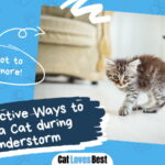 Ways to Calm a Cat during Thunderstorm