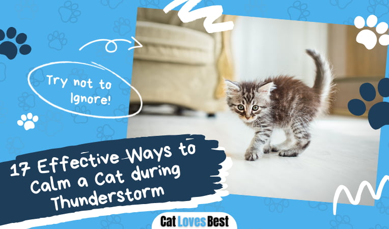 Ways to Calm a Cat during Thunderstorm