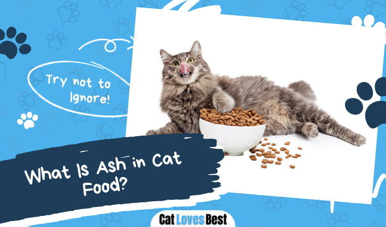 What Is Ash in Cat Food