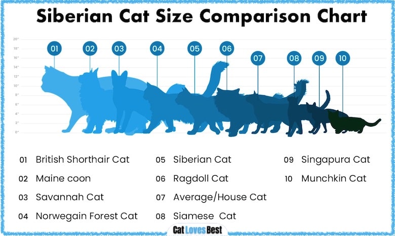 Siberian Cat Breed Size Comparision Chart