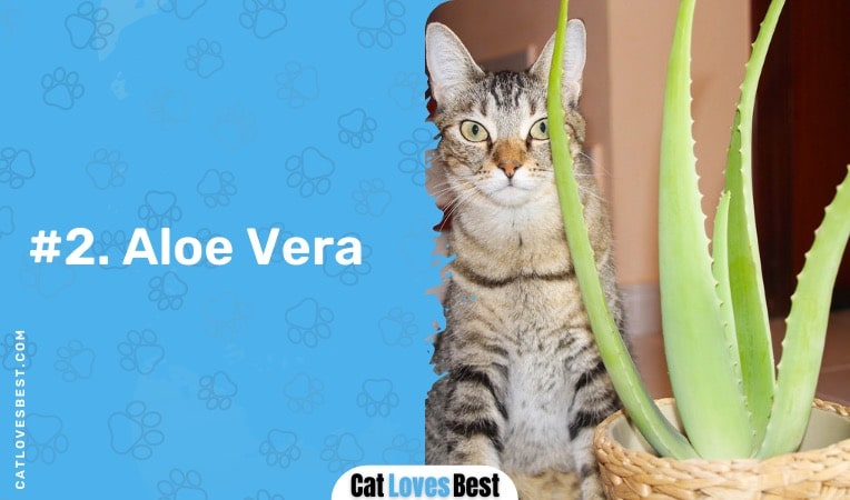 aloe vera mildly toxic to cats